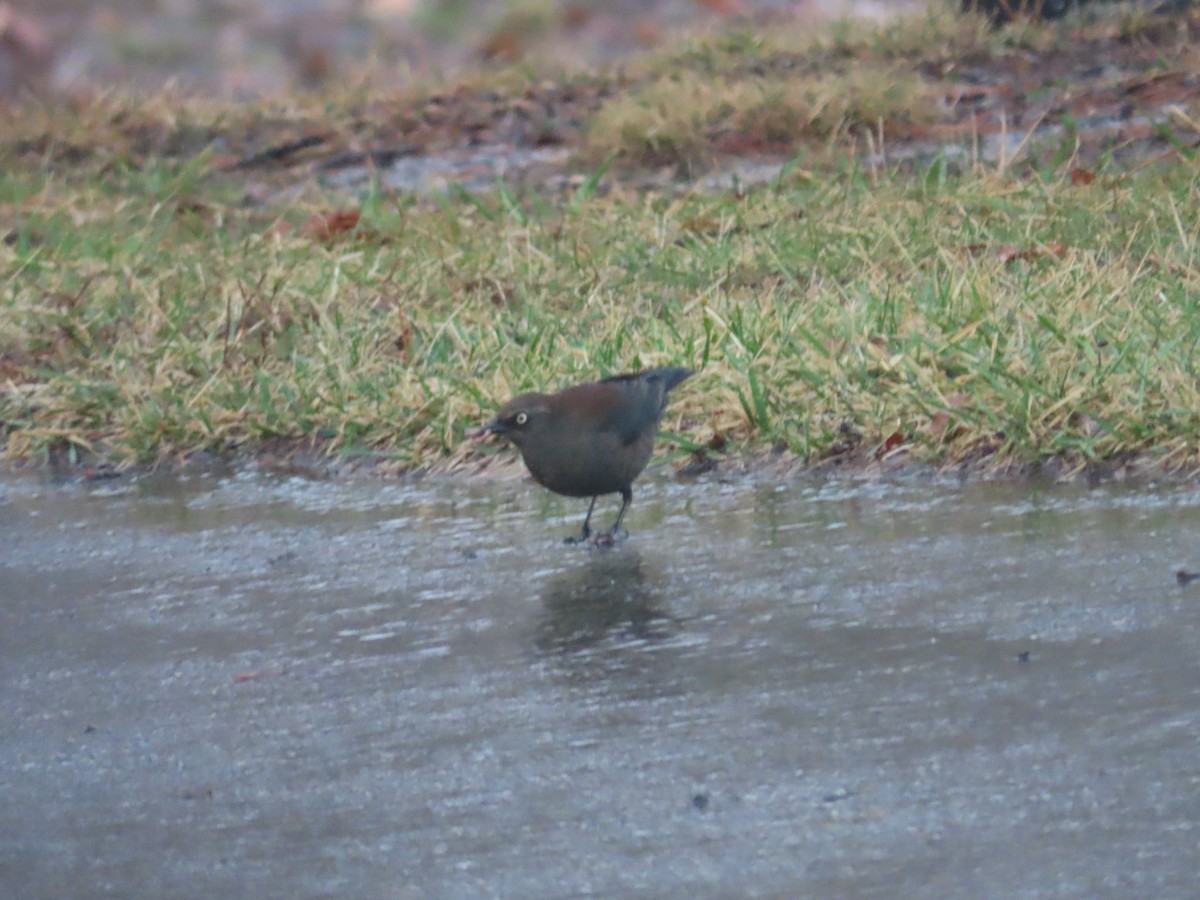 Rusty Blackbird - ML536366911
