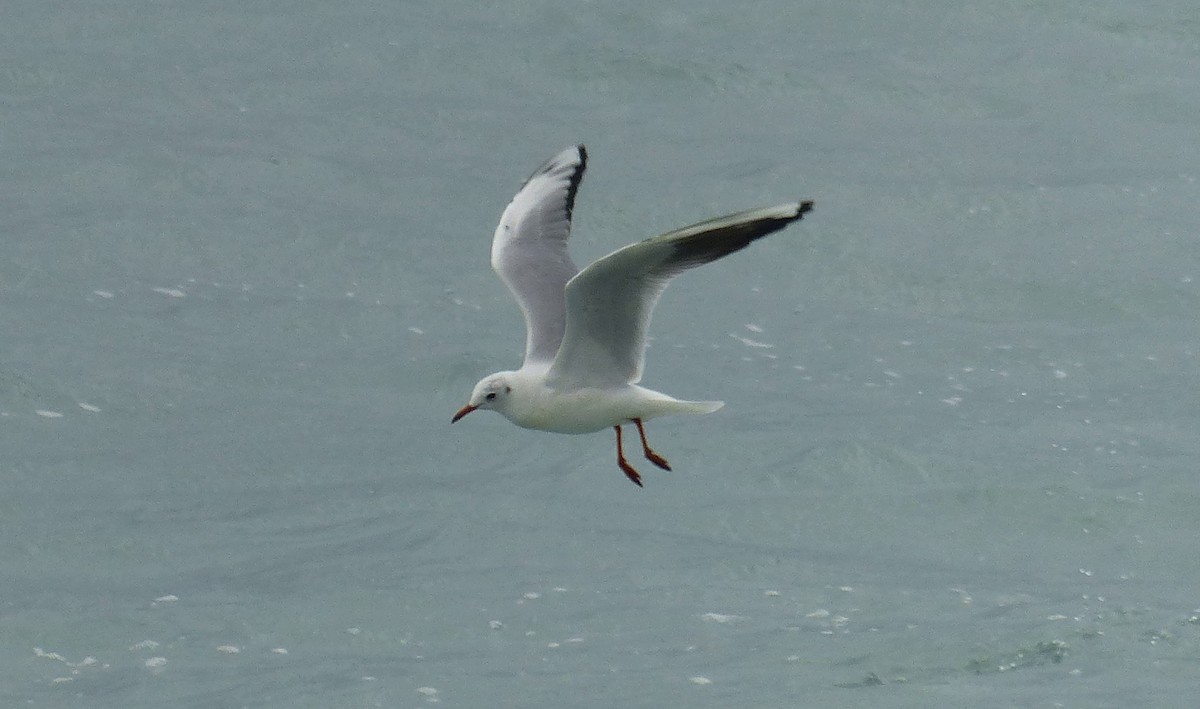 Black-headed Gull - ML536366961