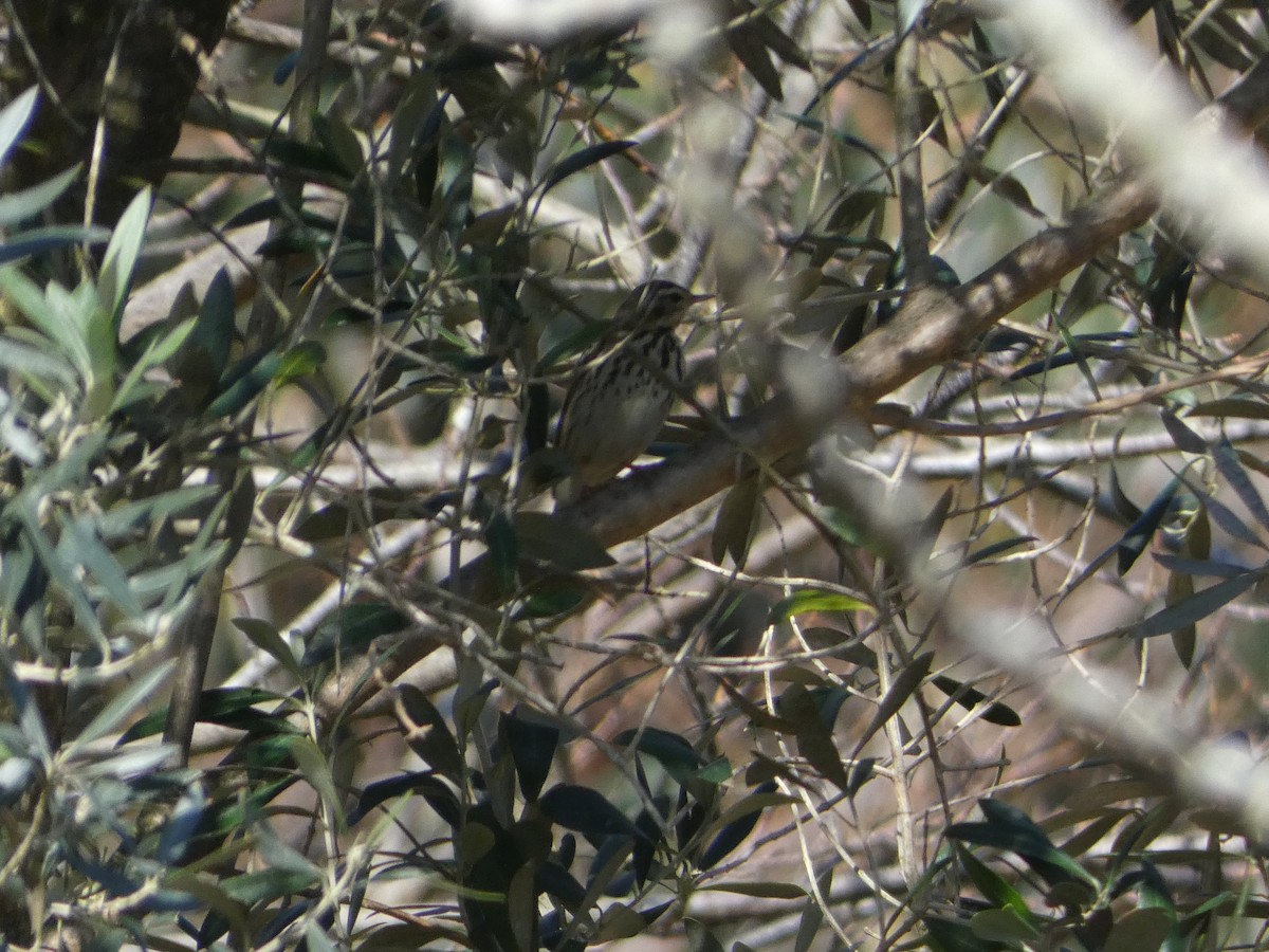 Olive-backed Pipit - Álvaro Pérez Pérez
