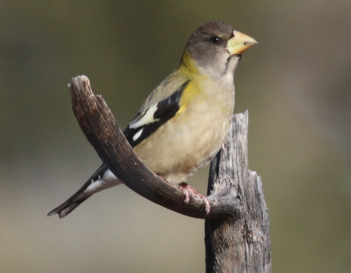 Evening Grosbeak - ML536368301