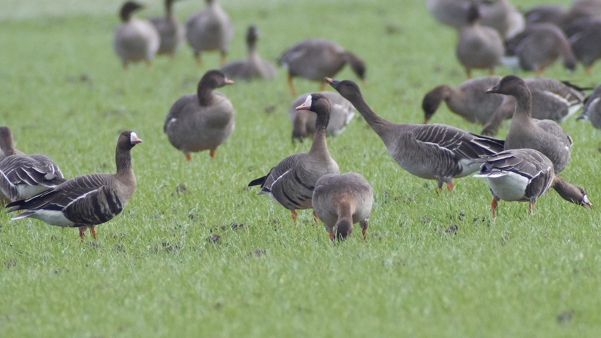 Greater White-fronted Goose - ML536368761