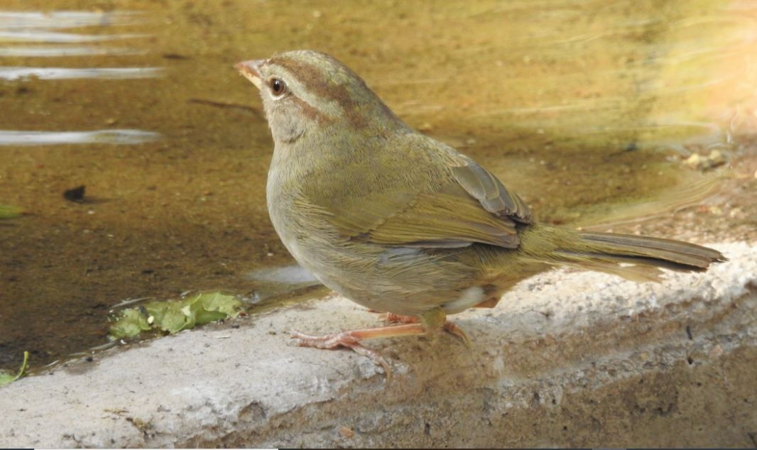 Olive Sparrow - ML536369381