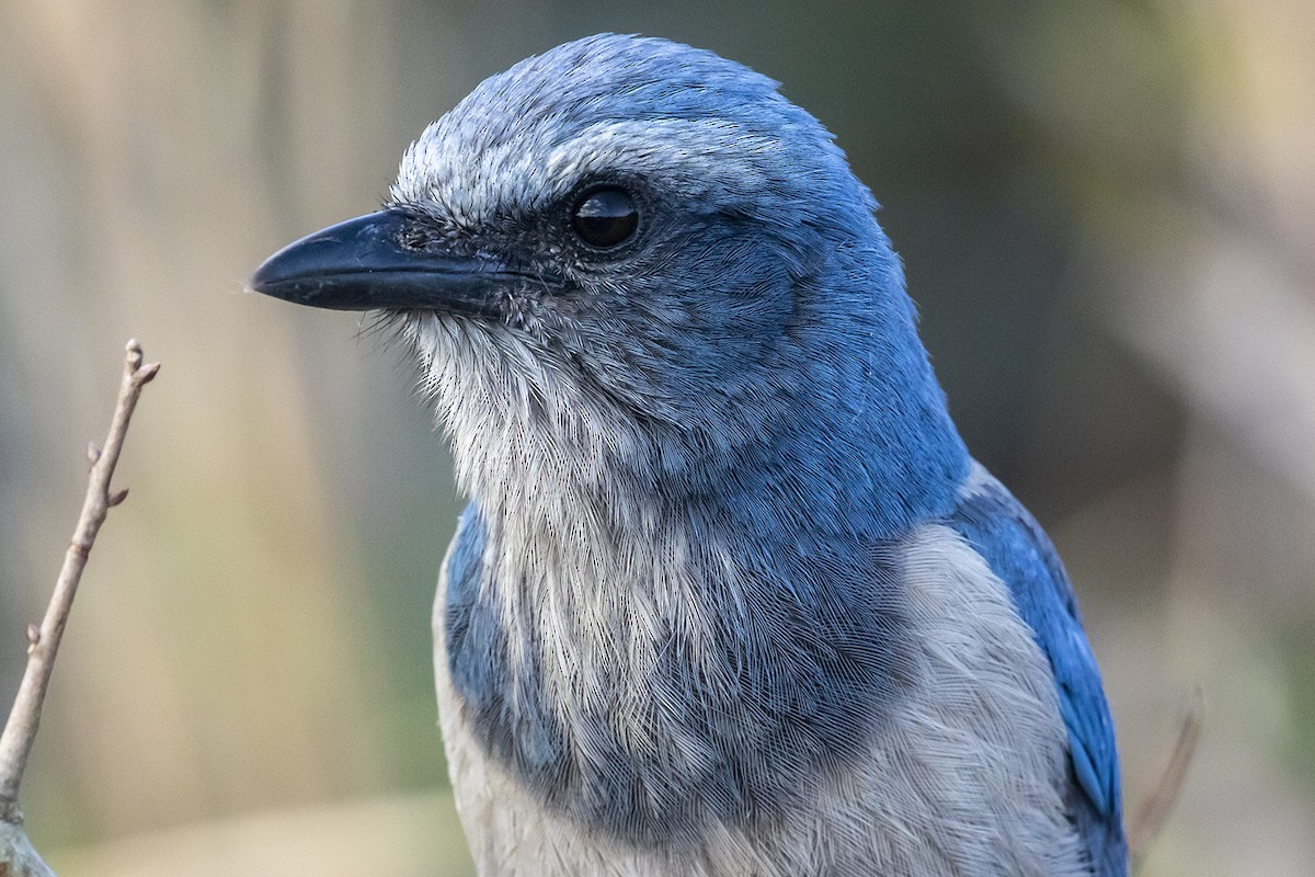 Florida Scrub-Jay - ML536369541