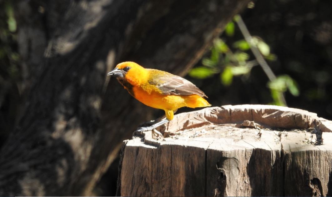 Altamira Oriole - ML536369581