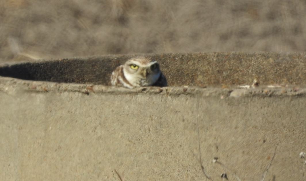 Burrowing Owl - ML536369671