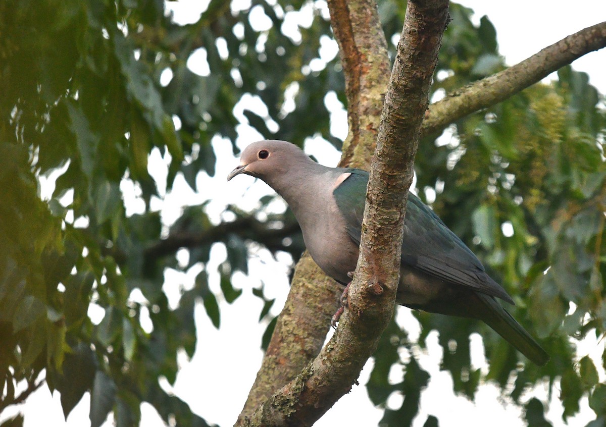 Green Imperial-Pigeon - ML536371491