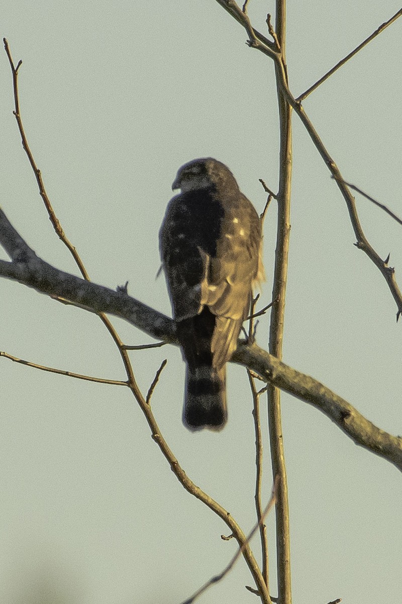 Sharp-shinned Hawk - ML536371651