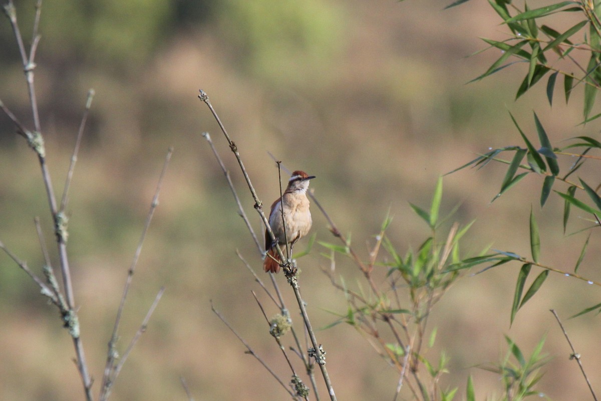 Wing-banded Hornero - ML536374641