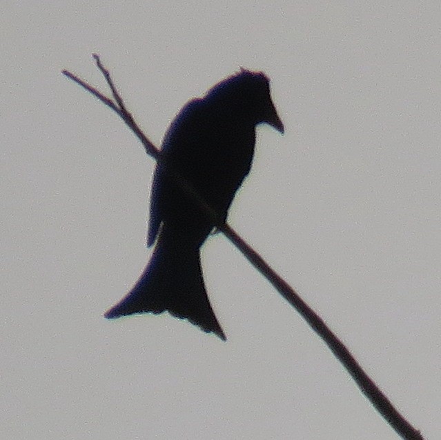 Palawan Drongo (Palawan) - ML536374901