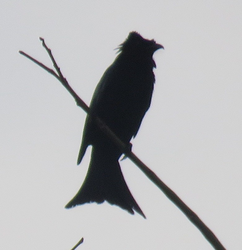 Palawan Drongo (Palawan) - ML536374911