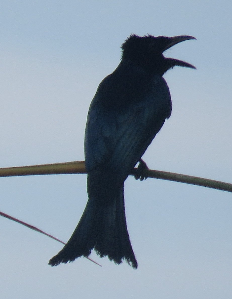 Palawan Drongo (Palawan) - ML536375161