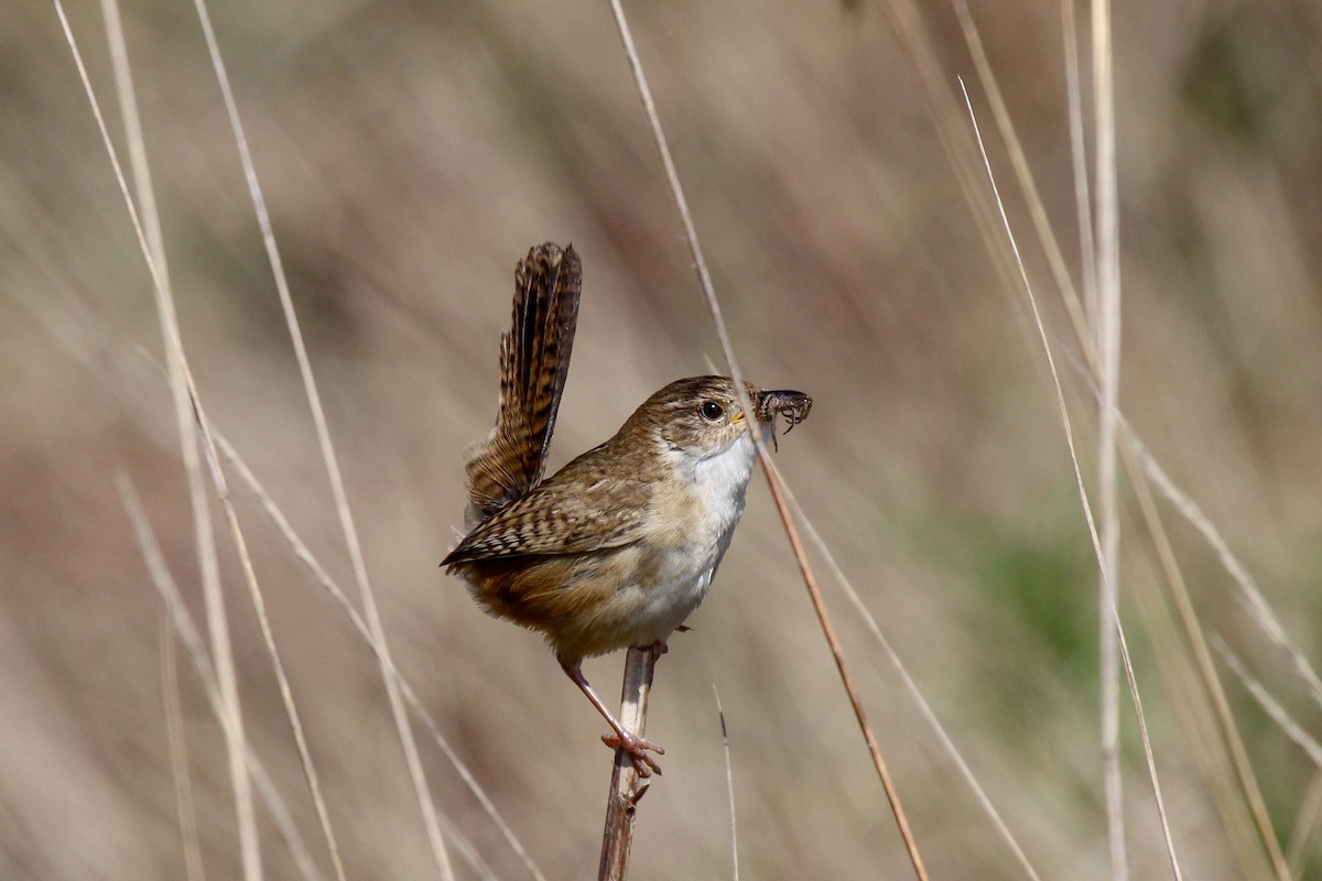 Grass Wren (Pampas) - ML536376911