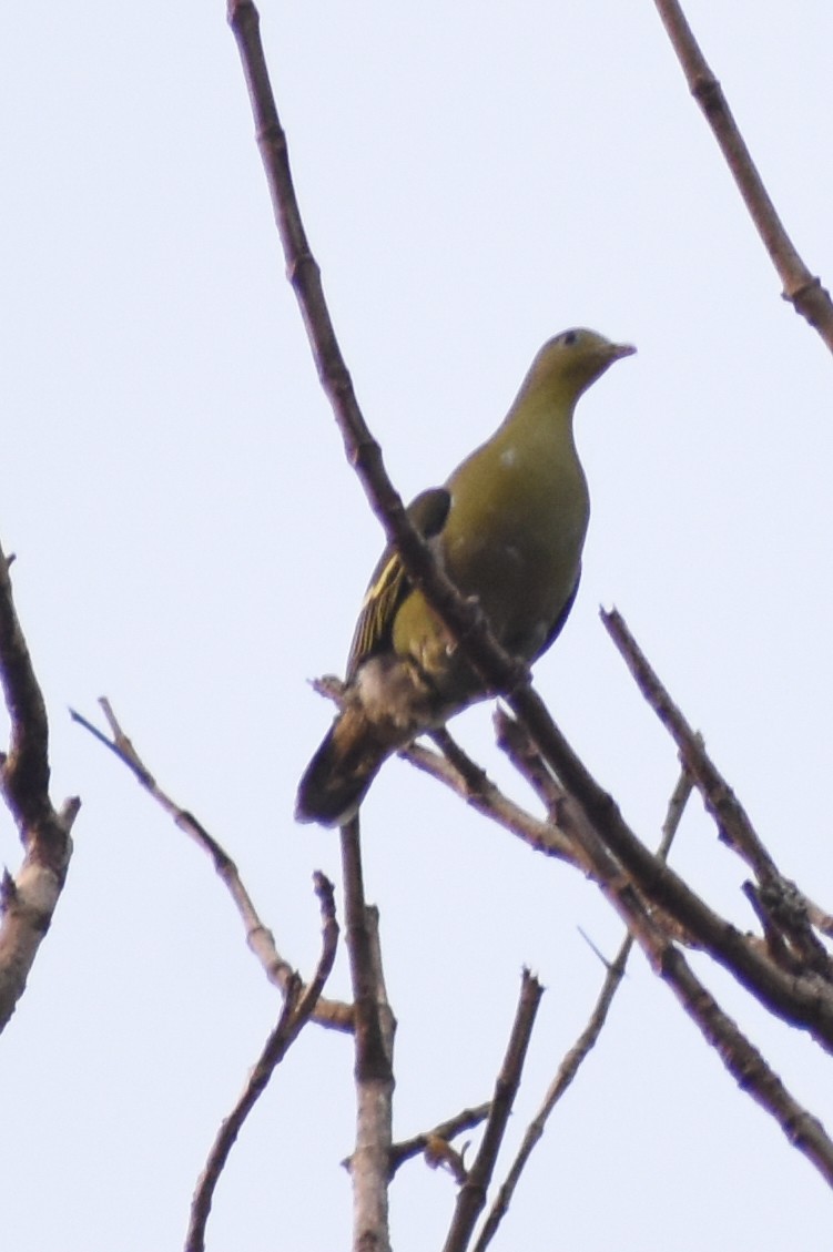 Gray-fronted Green-Pigeon - ML536379431