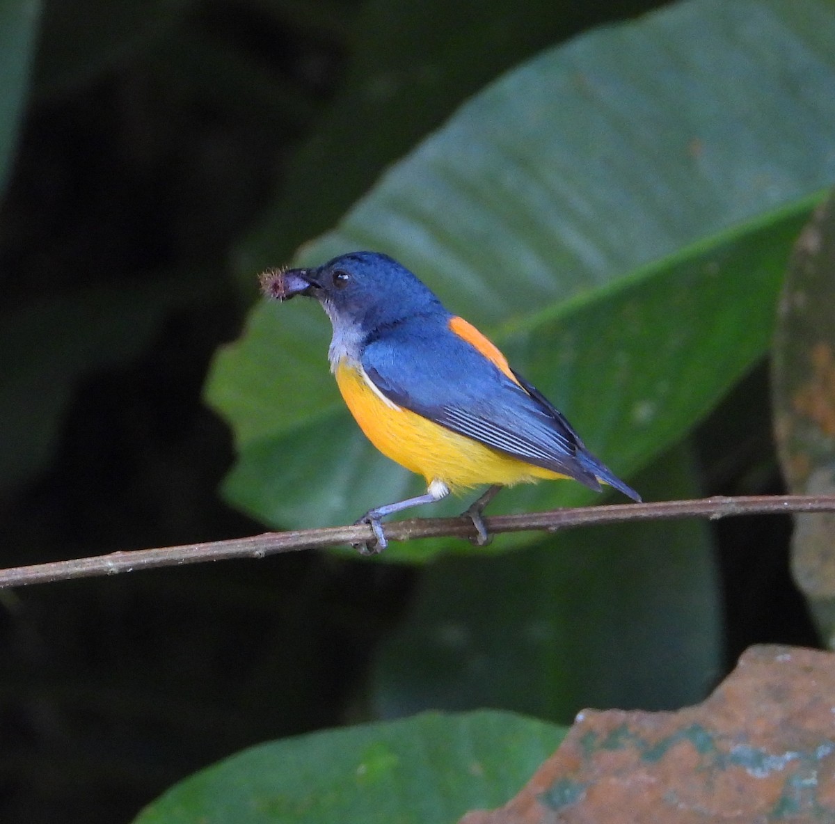 Orange-bellied Flowerpecker - ML536379601