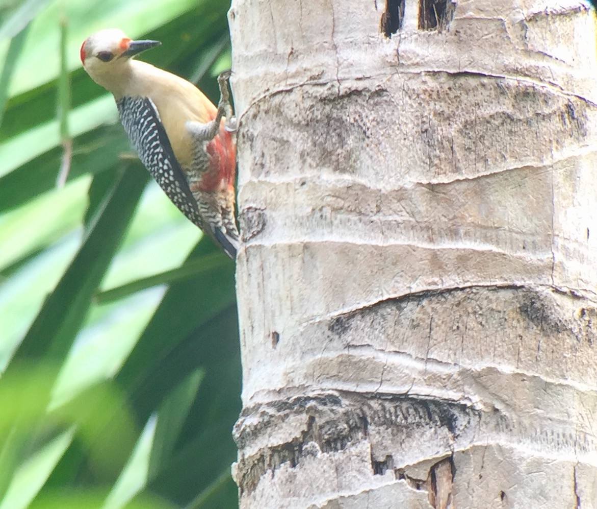 Golden-fronted Woodpecker - Isaias Morataya