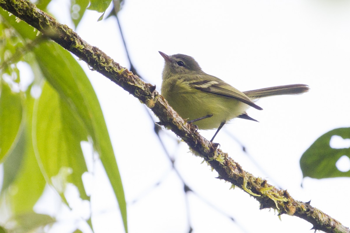 Urich's Tyrannulet - ML536379821