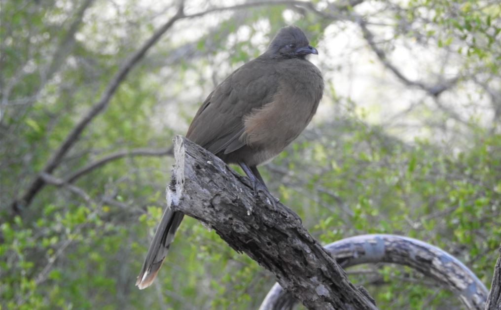 Plain Chachalaca - ML536380111