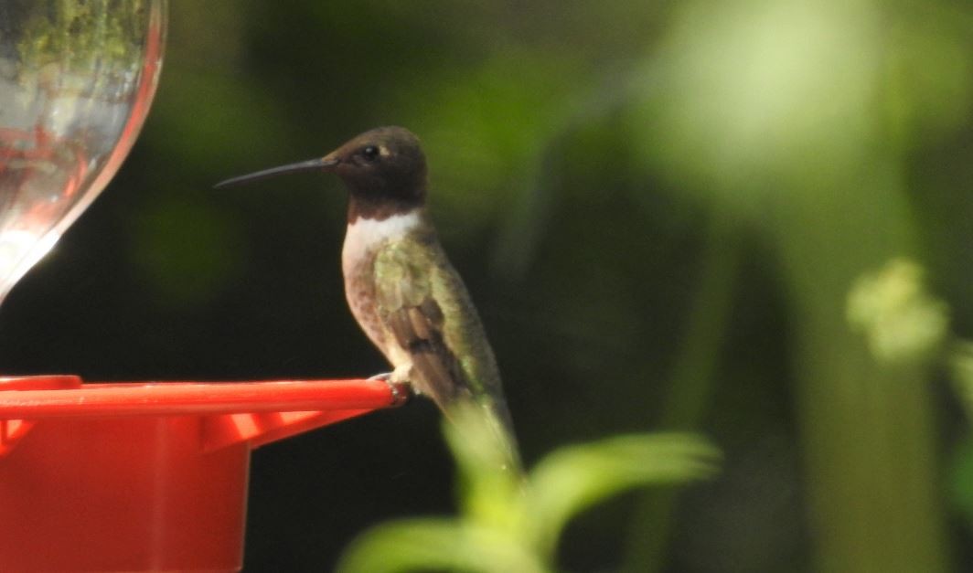 Black-chinned Hummingbird - ML536380151