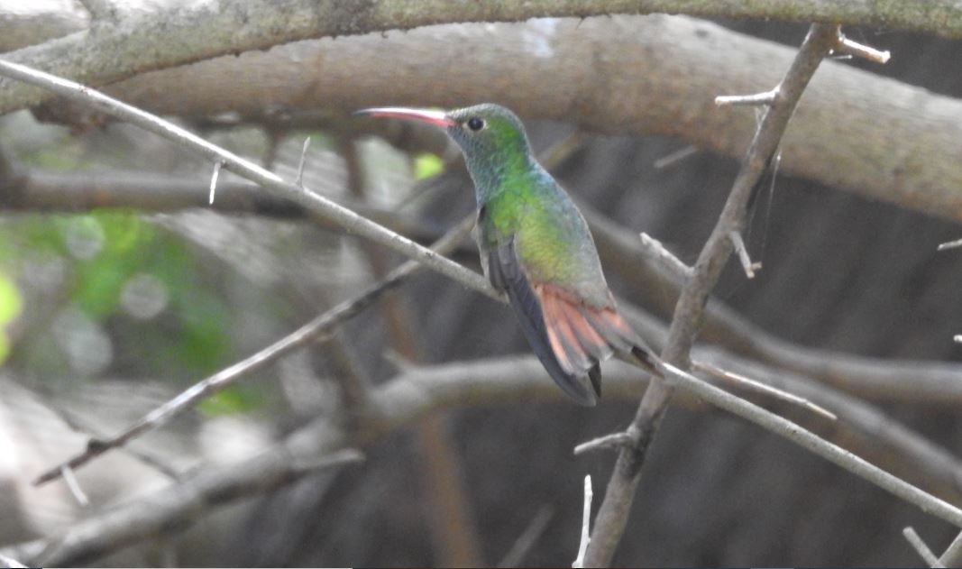 Buff-bellied Hummingbird - ML536380211