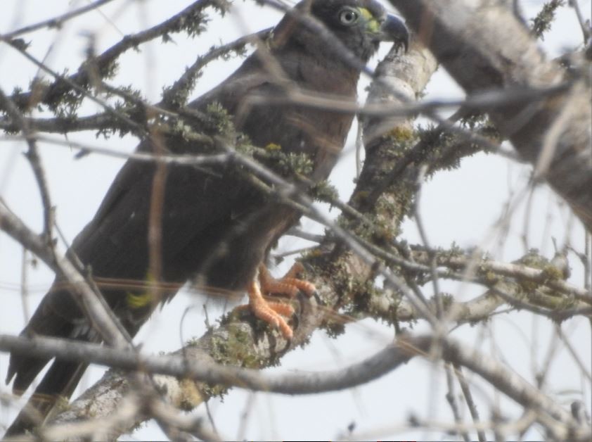 Hook-billed Kite - ML536380251