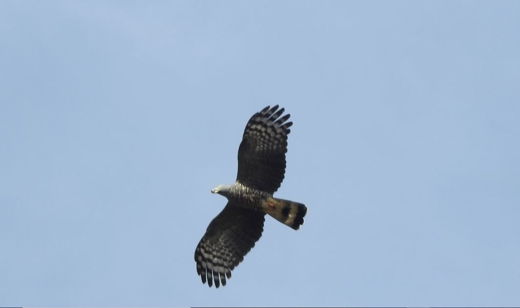 Hook-billed Kite - ML536380271