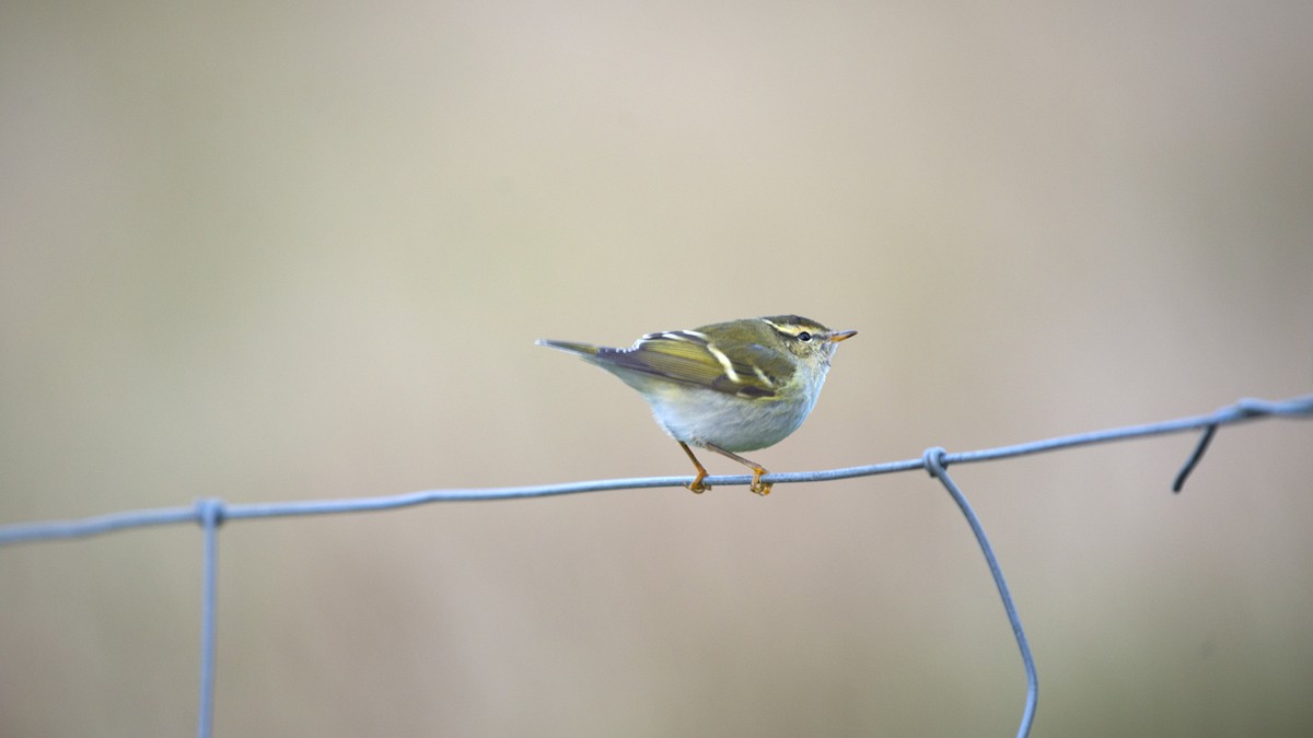 Yellow-browed Warbler - Paul Wilson