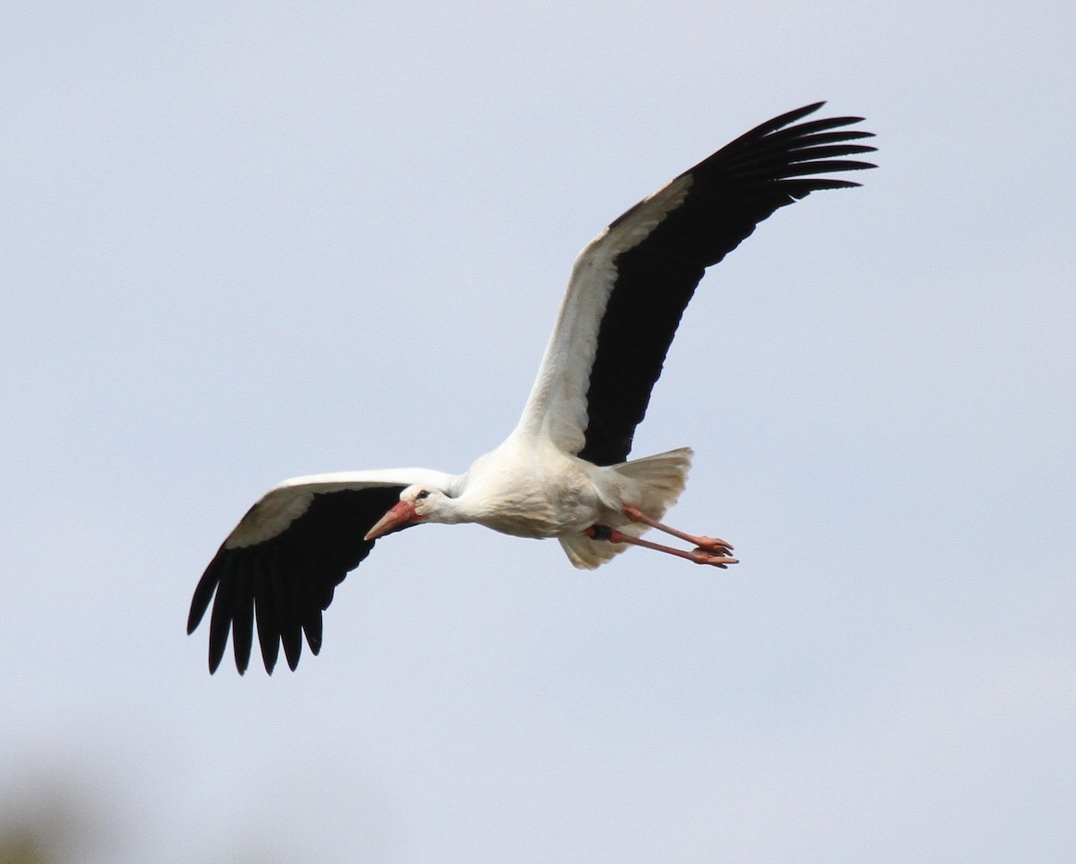 Cigogne blanche - ML536380711