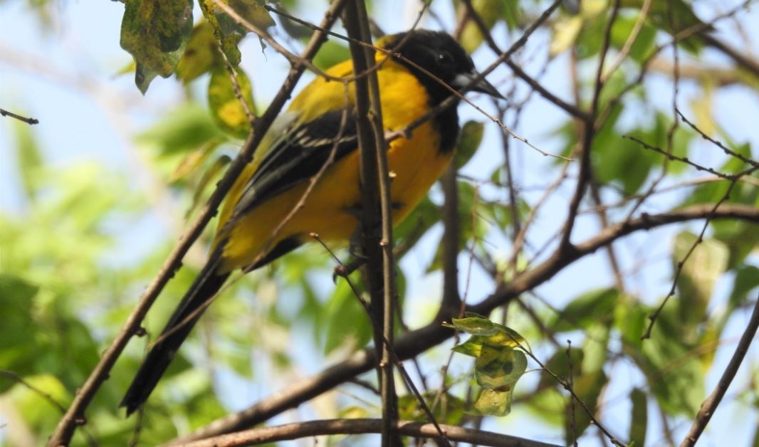 Audubon's Oriole - ML536380921