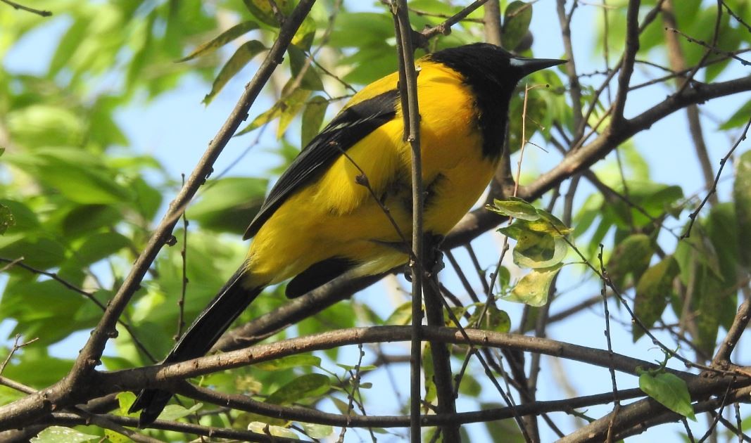 Audubon's Oriole - ML536380951