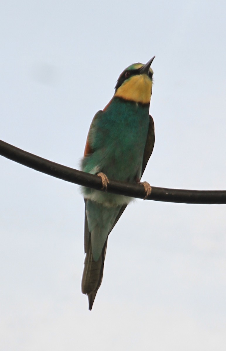 European Bee-eater - ML536380981