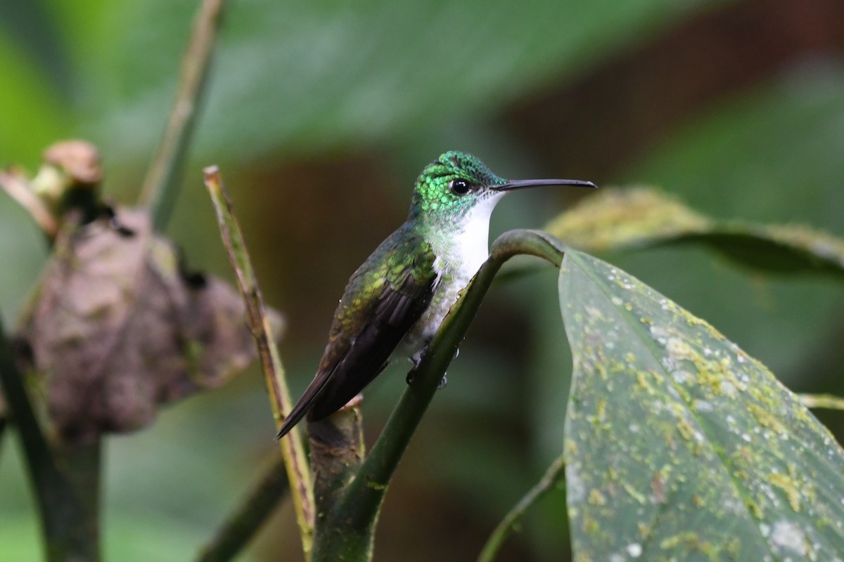 kolibřík andský - ML536381111