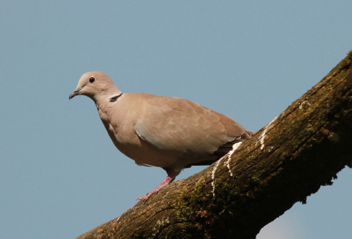 Eurasian Collared-Dove - ML536382181