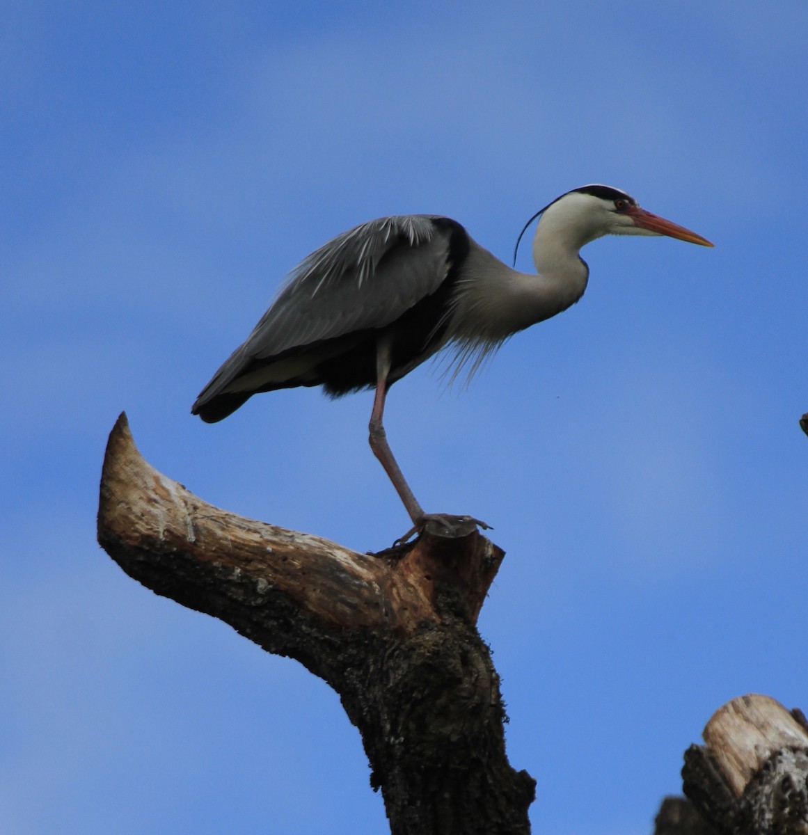 Gray Heron - Rajgopal Patil