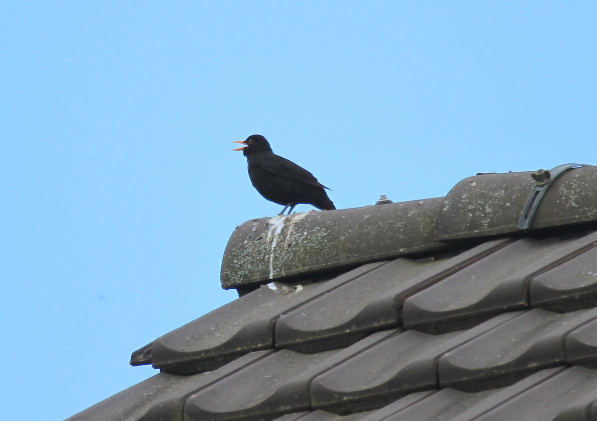 Eurasian Blackbird - Rajgopal Patil