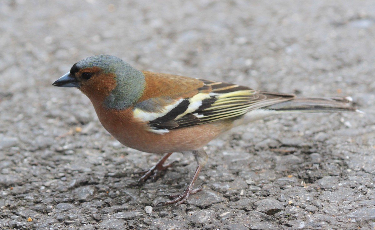 Common Chaffinch - ML536382261