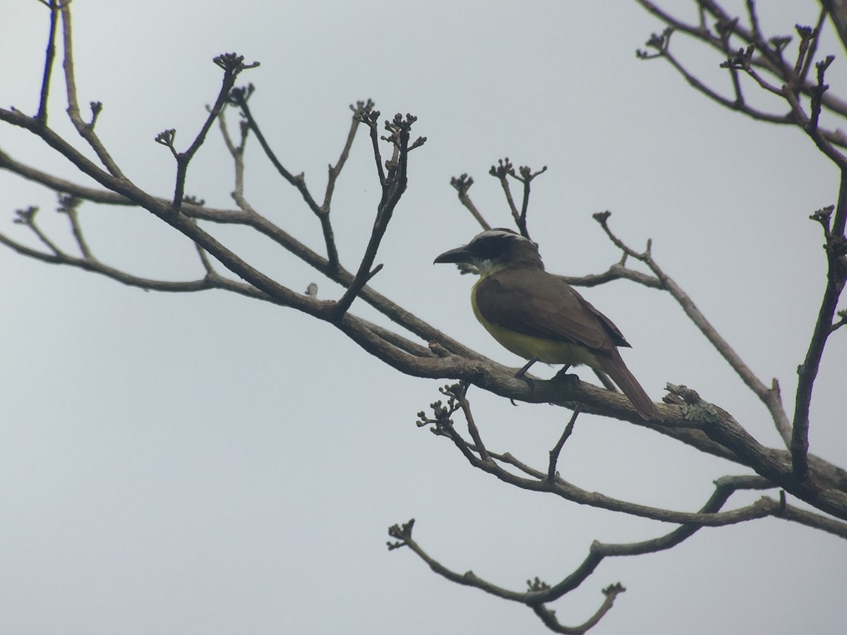 Boat-billed Flycatcher - Isaias Morataya