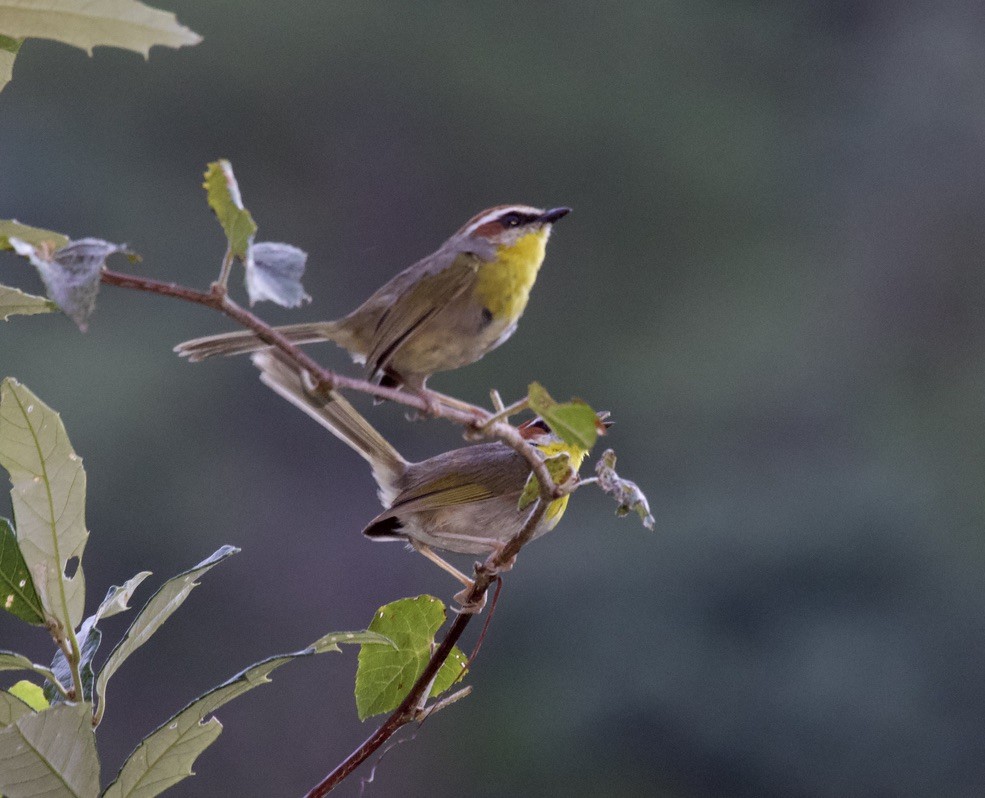 アカボウシアメリカムシクイ - ML536383861