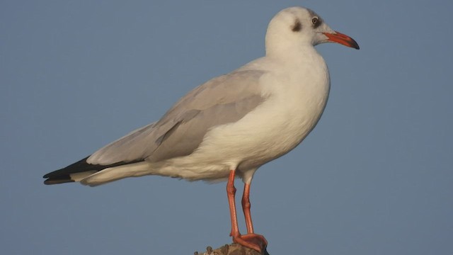 Brown-headed Gull - ML536385051