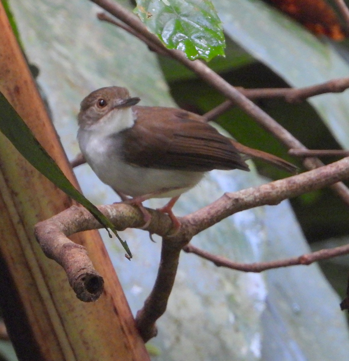 White-chested Babbler - Kok Hen Low