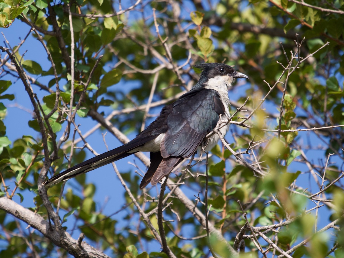 Pied Cuckoo - Brigitte Tombers