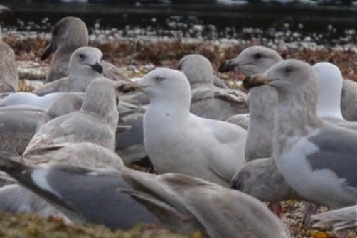 Glaucous Gull - ML53638581