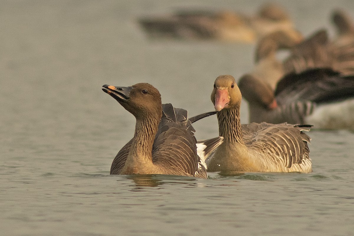 Tundra Bean-Goose - ML536385821