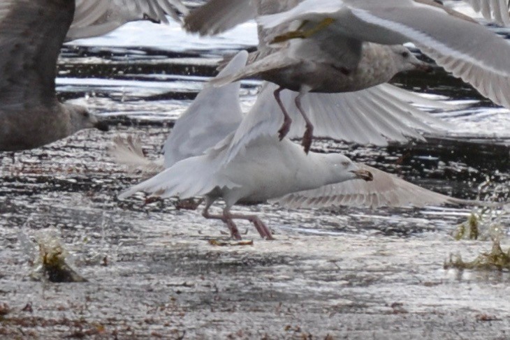 Glaucous Gull - ML53638601