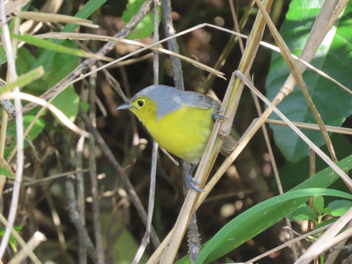 Oriente Warbler - Doug Kibbe