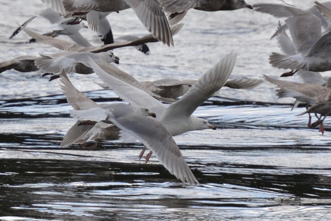 Glaucous Gull - ML53638611