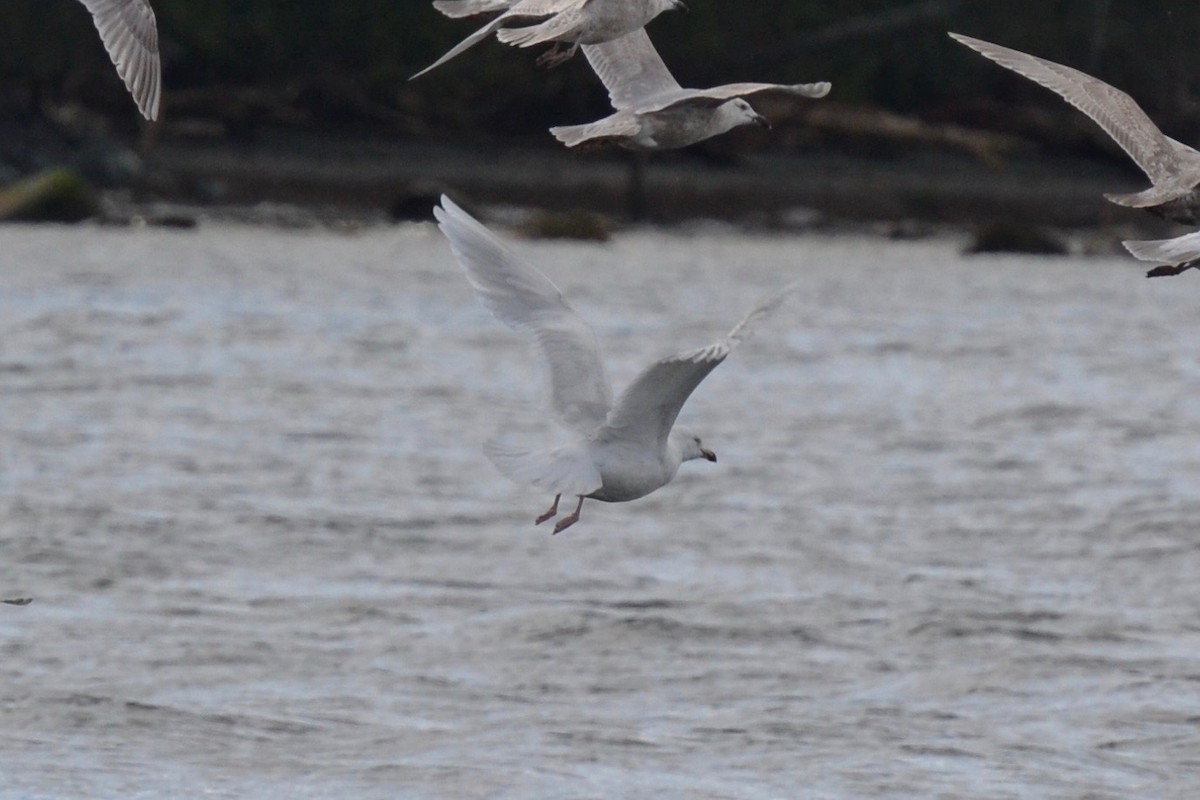 Glaucous Gull - ML53638621