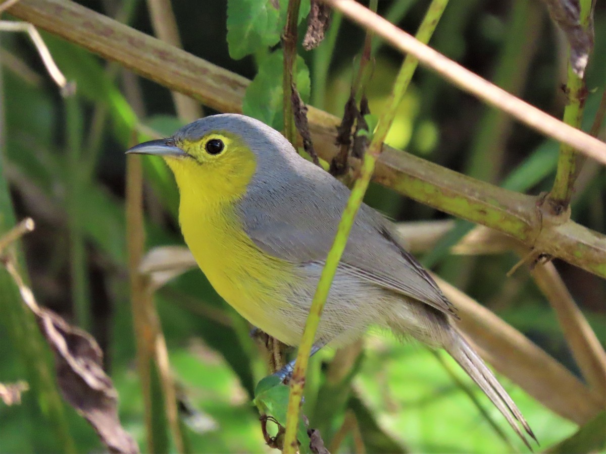 Oriente Warbler - Doug Kibbe