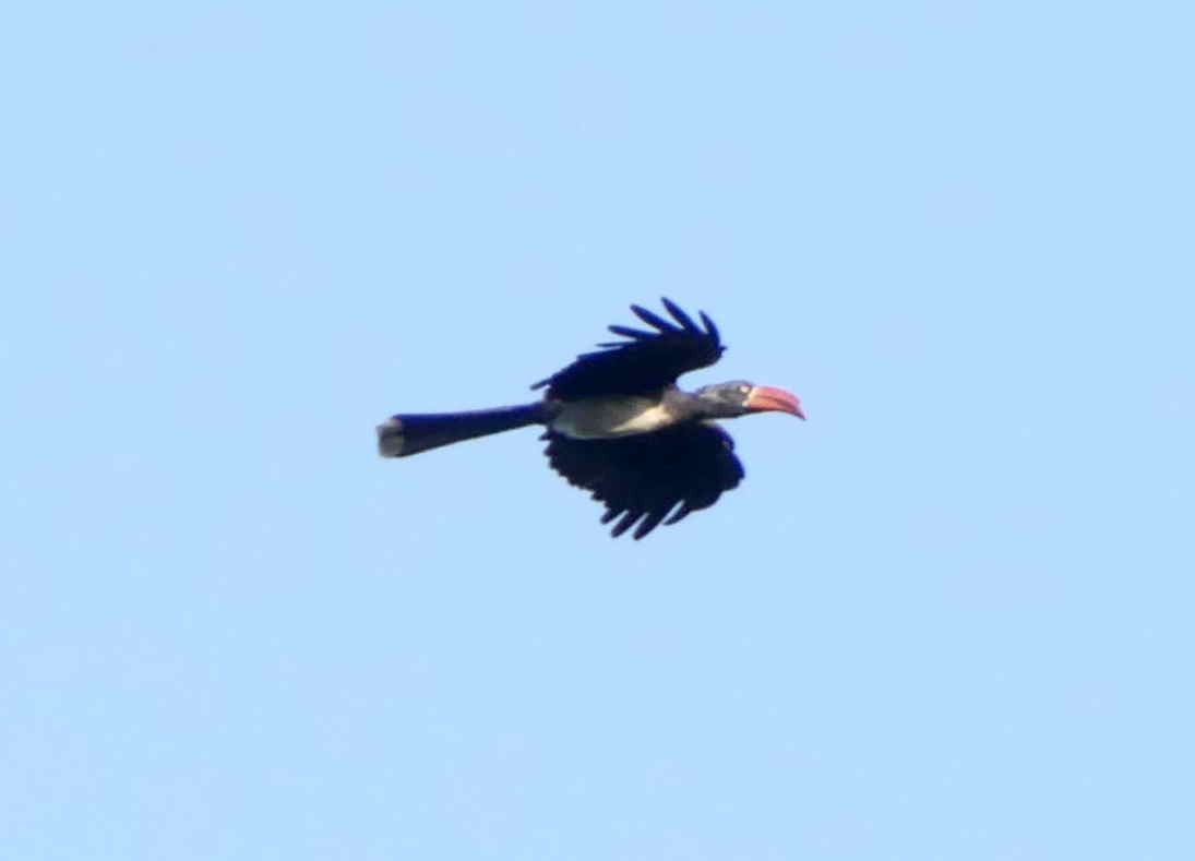 Crowned Hornbill - Jacques Brisson
