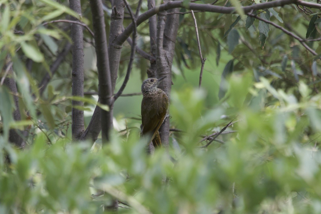 Gray-crowned Woodpecker - ML536388111