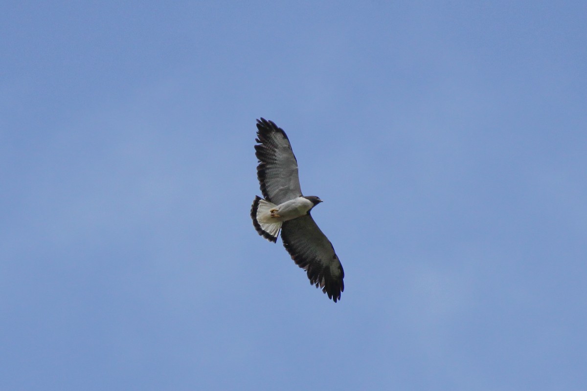White-tailed Hawk - ML536389191